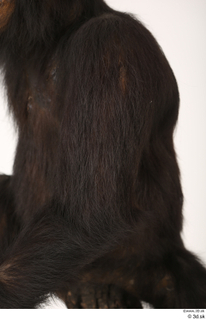  Chimpanzee Bonobo arm shoulder 0004.jpg